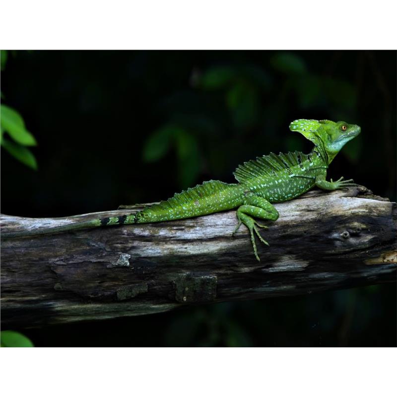 Basiliscus plumifrons Green Basilisk - imagine 3